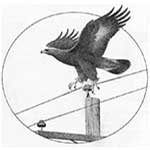 avian power lines contractor